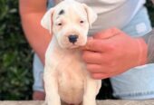 Argentinska doga ( Dogo Argentino )