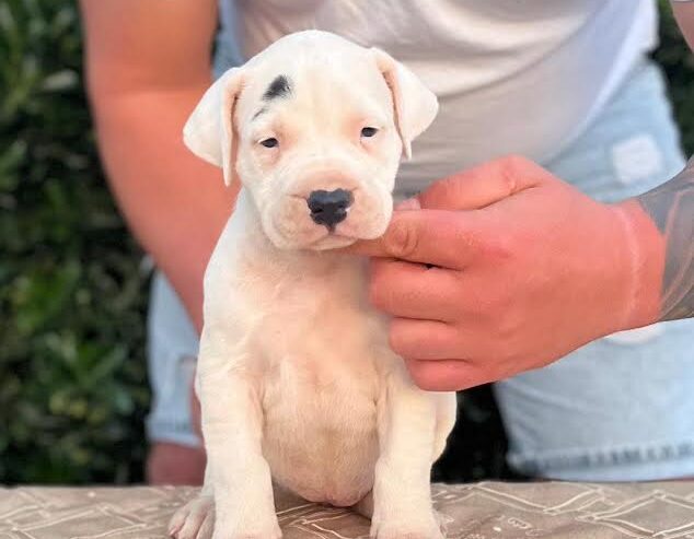 Argentinska doga ( Dogo Argentino )