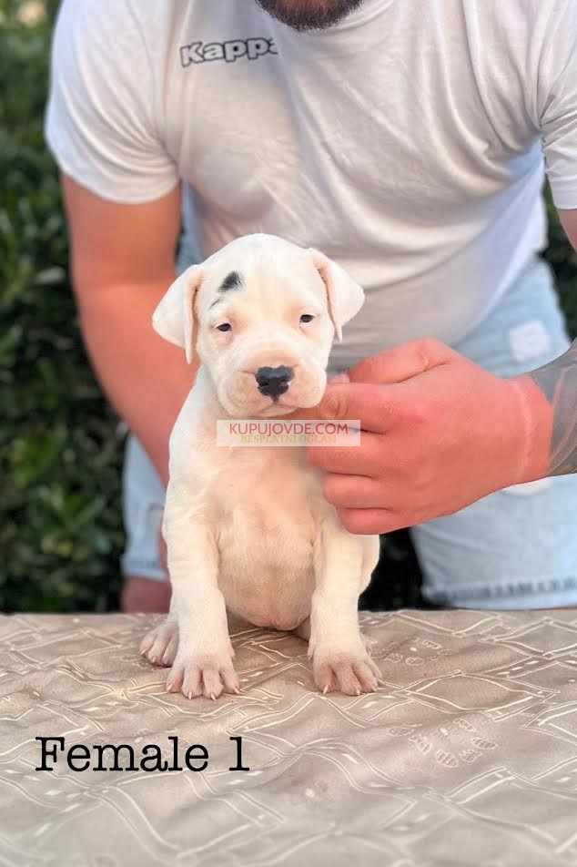 Argentinska doga ( Dogo Argentino )