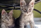 Maine Coon mačići