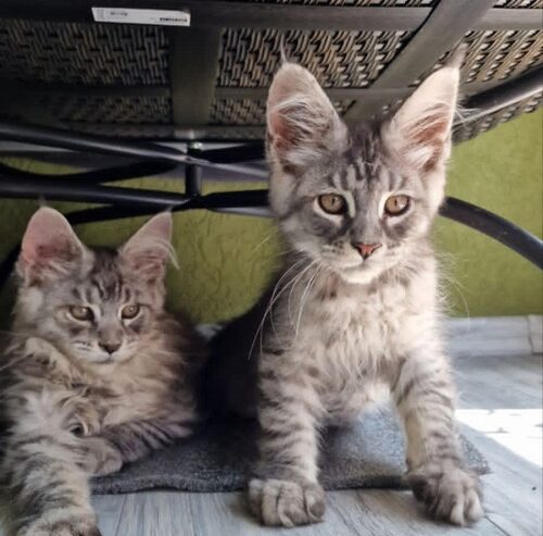 Maine Coon mačići
