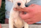 Argentinska doga ( Dogo Argentino )