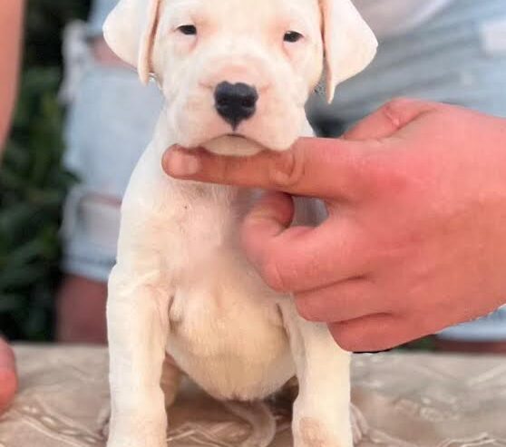 Argentinska doga ( Dogo Argentino )
