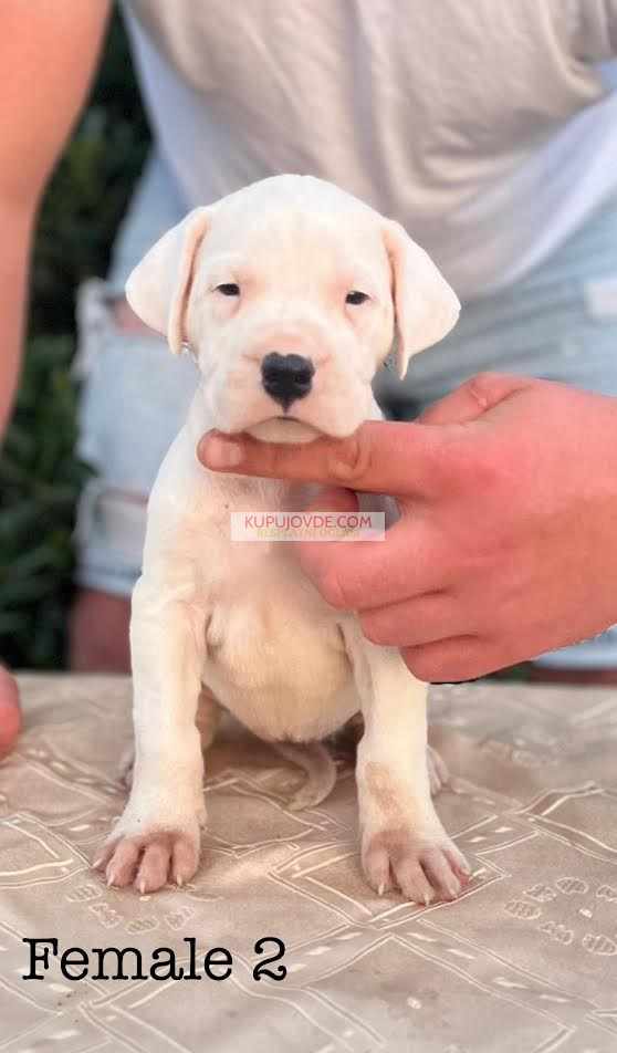 Argentinska doga ( Dogo Argentino )
