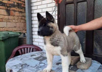 americka-akita-01