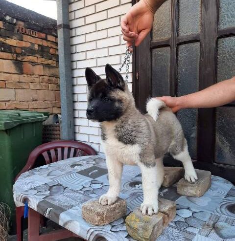 Američka Akita, žensko štene