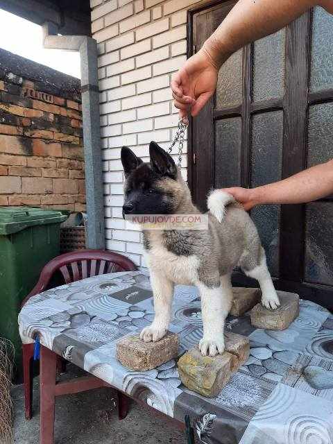 Američka Akita, žensko štene