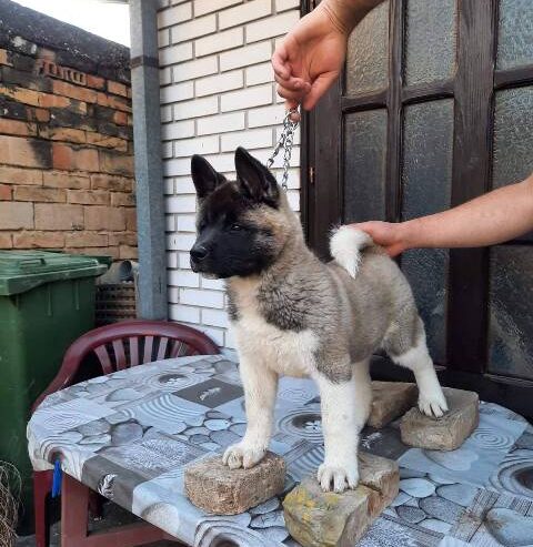 Američka Akita, žensko štene