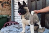 Američka Akita, žensko štene