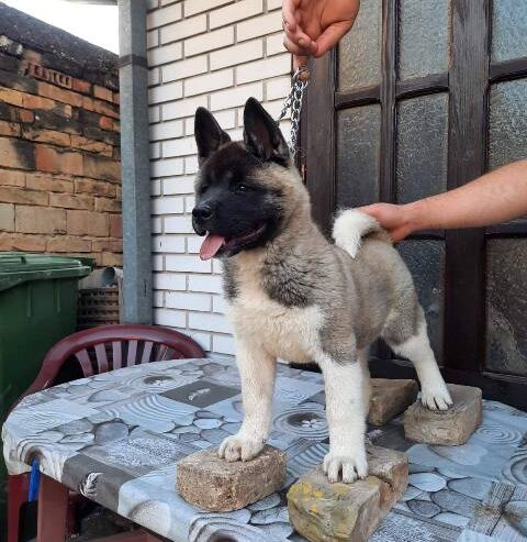 Američka Akita, žensko štene