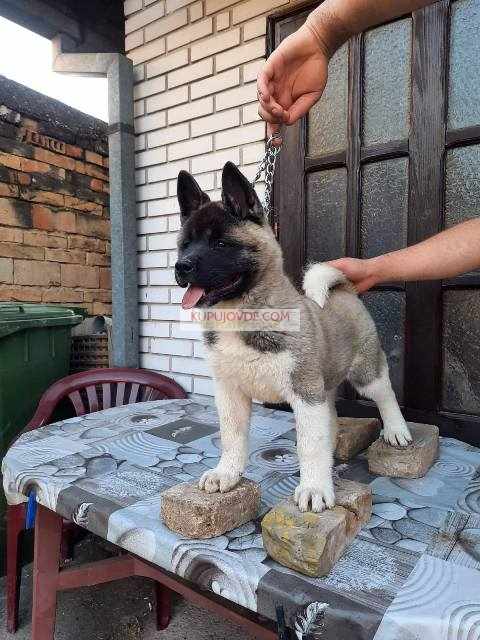 Američka Akita, žensko štene
