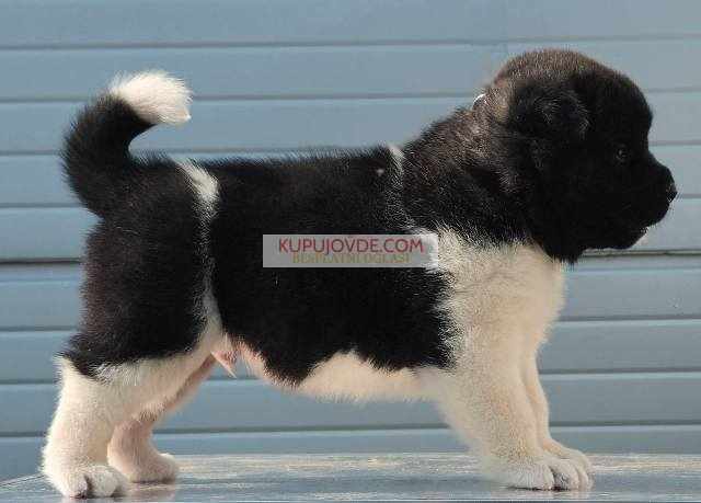 Američka Akita, štenci