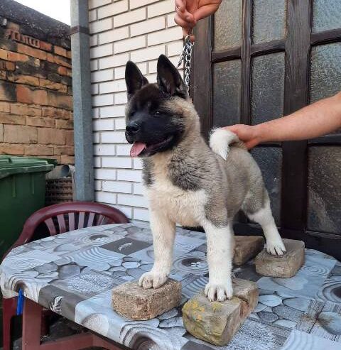 Američka Akita, žensko štene