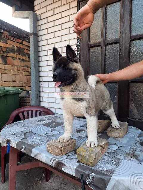 Američka Akita, žensko štene