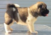 Američka Akita, štenci