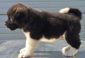 Američka Akita, štenci