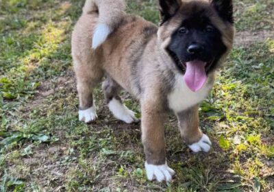 americka-akita-sl.-01