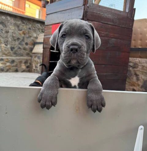 Cane Corso štenci