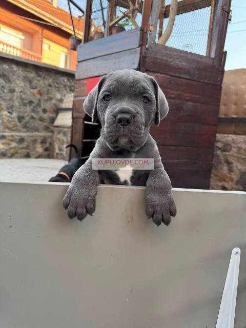 Cane Corso štenci