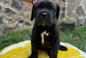 Cane Corso štenci