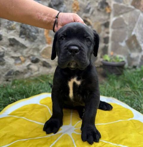 Cane Corso štenci