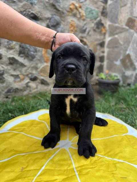 Cane Corso štenci