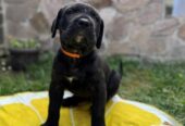 Cane Corso štenci