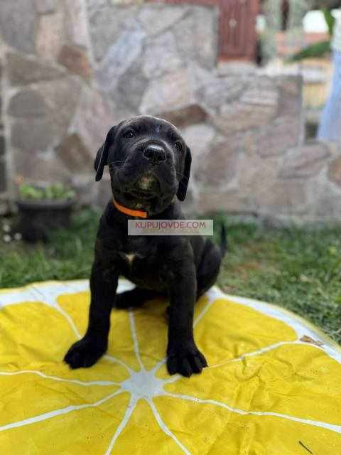 Cane Corso štenci