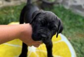 Cane Corso štenci