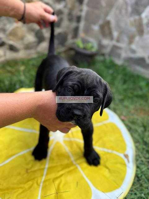 Cane Corso štenci