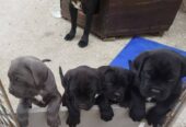 Cane Corso štenci