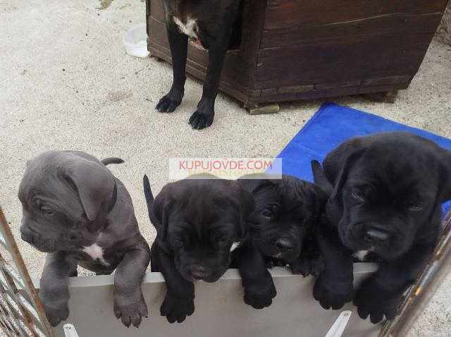 Cane Corso štenci