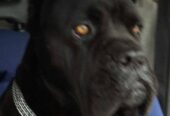 Cane Corso štenci