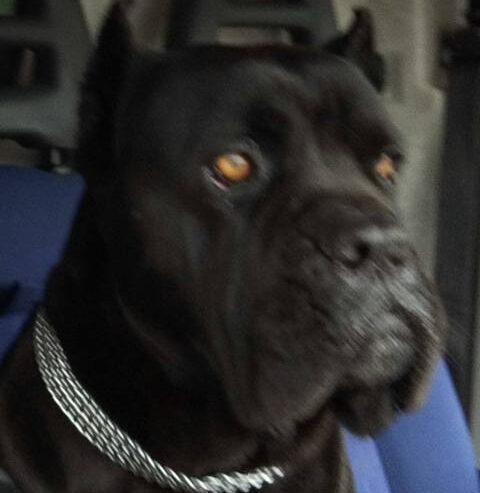 Cane Corso štenci