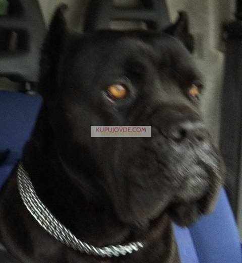 Cane Corso štenci