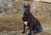 Cane Corso štenci