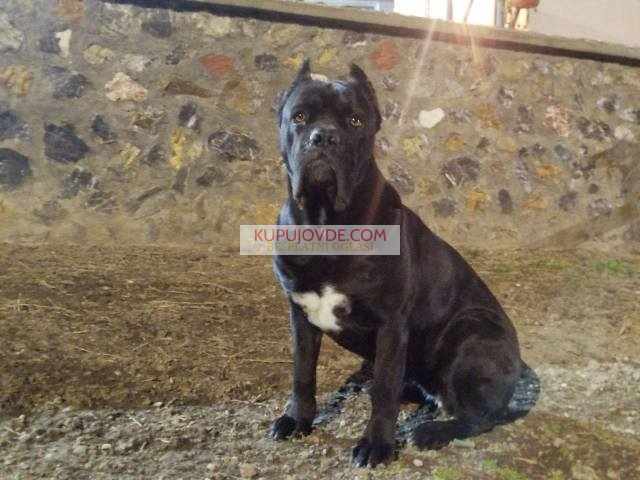 Cane Corso štenci
