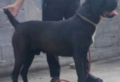 Cane Corso štenci