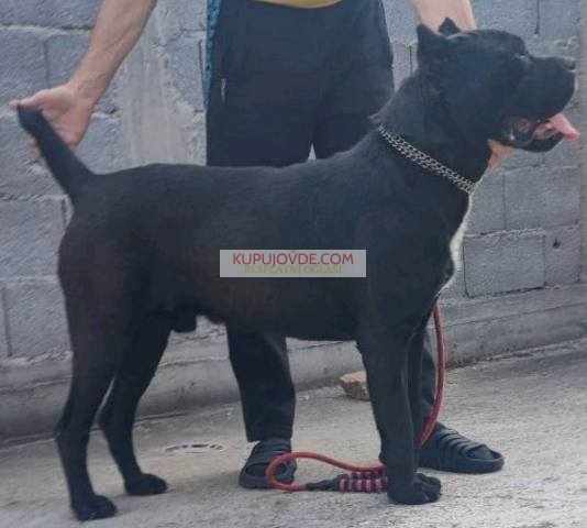 Cane Corso štenci