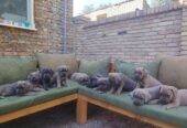 Cane Corso ( Kane Korso ) vrhunski štenci