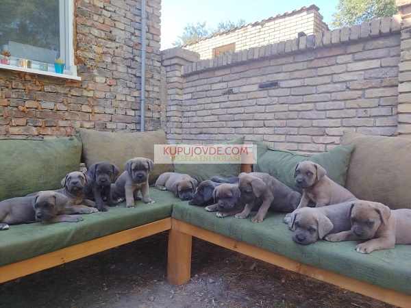 Cane Corso ( Kane Korso ) vrhunski štenci
