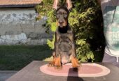 DOBERMAN štenci