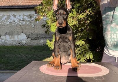 1-doberman-CL0825