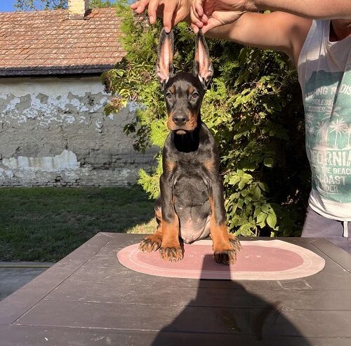 DOBERMAN štenci