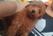 Crvena TOY PUDLA, prelepi stenci