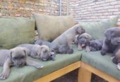 Cane Corso ( Kane Korso ) vrhunski štenci