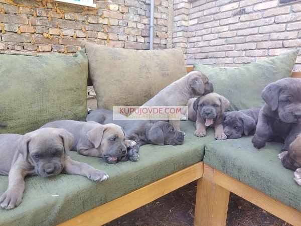 Cane Corso ( Kane Korso ) vrhunski štenci