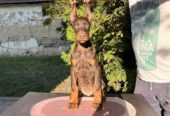 DOBERMAN štenci