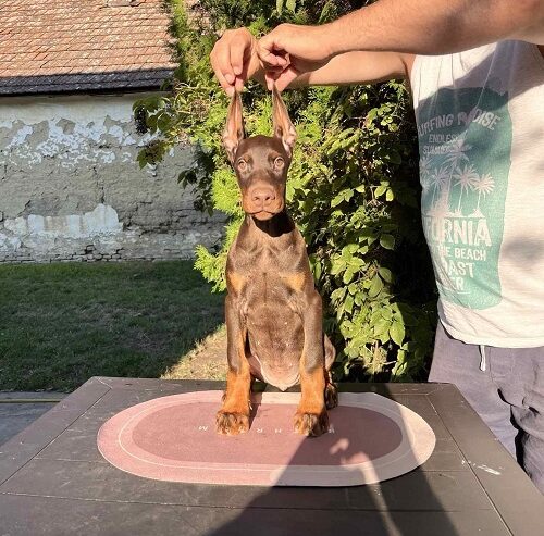 DOBERMAN štenci