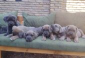 Cane Corso ( Kane Korso ) vrhunski štenci